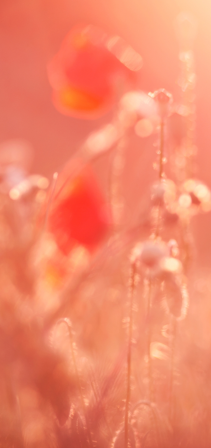 Картинка: Мак, красный, цветы, макро, размытый фон