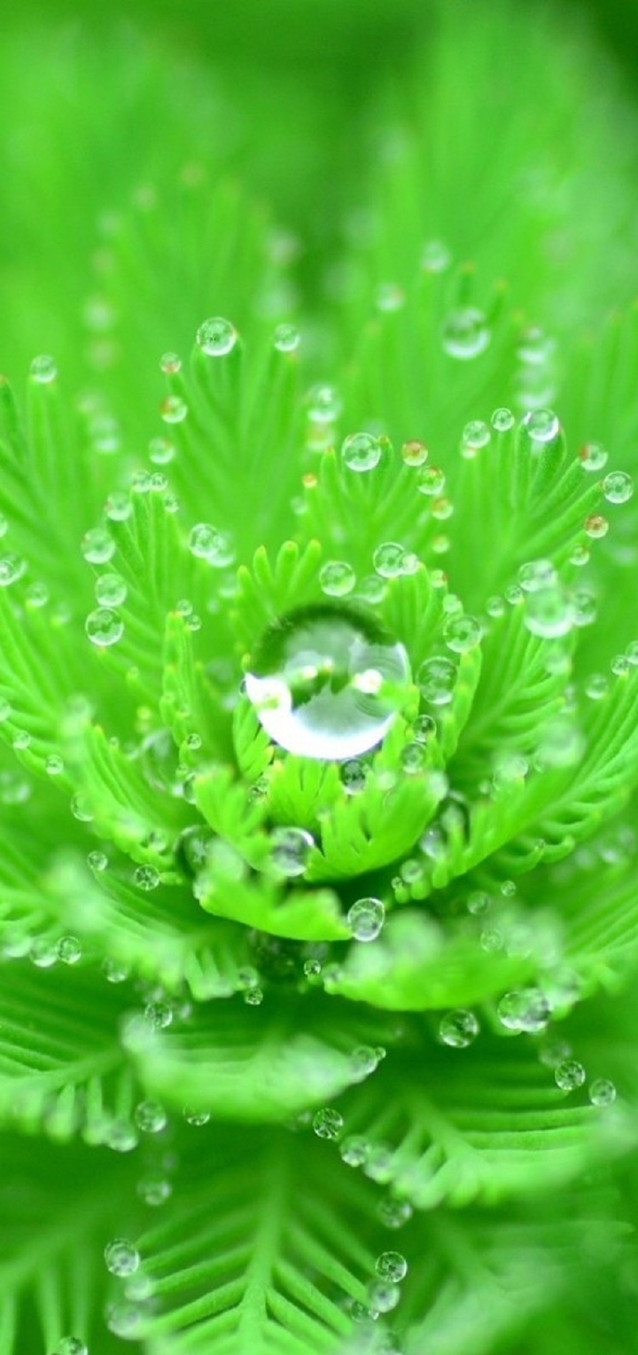 Image: Plant, green, leaves, drops, dew, water, form