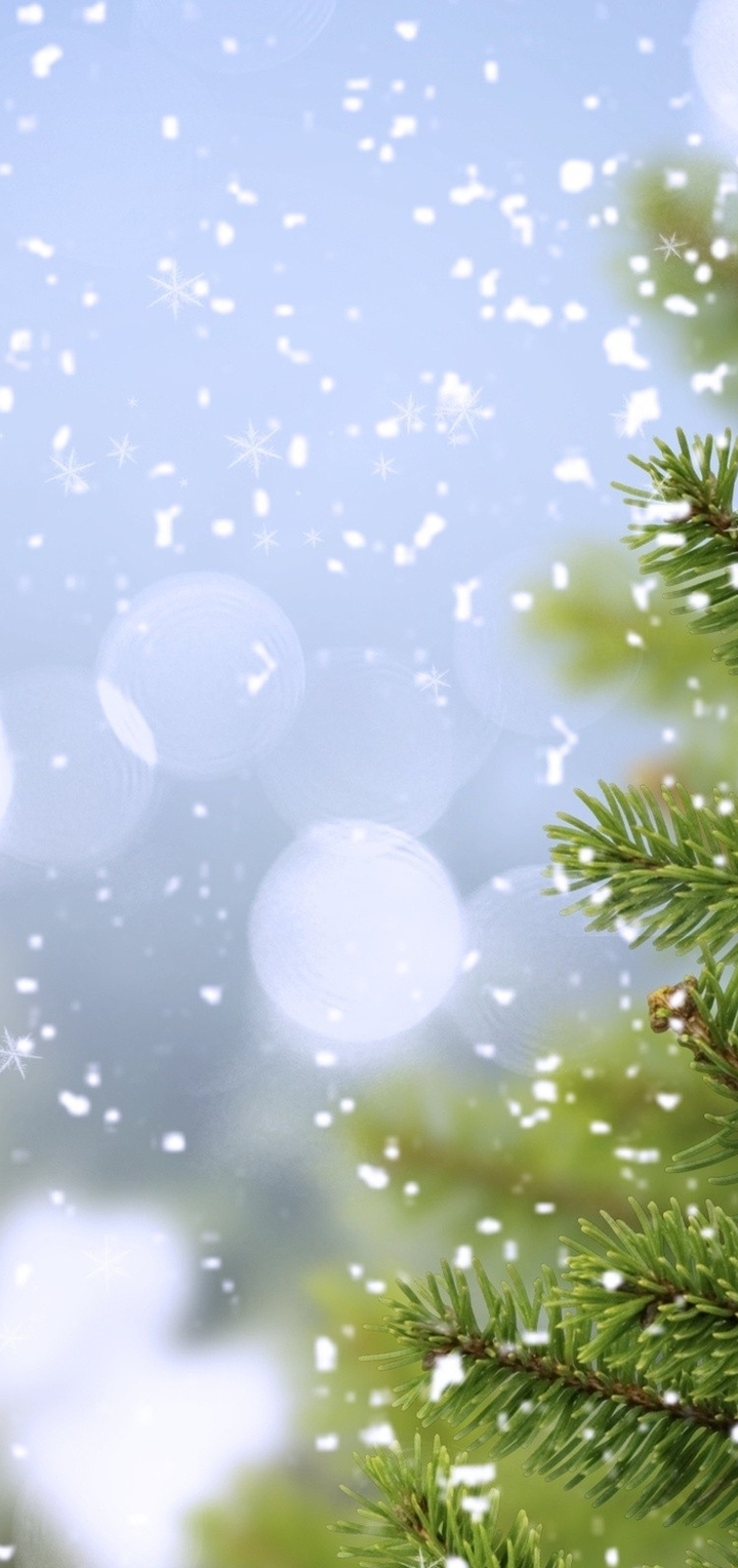 Картинка: Дерево, ель, сосна, ветки, иголки, снег, снежинки, блики