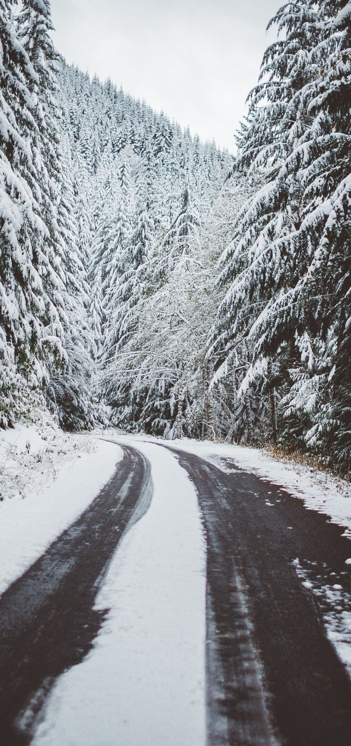 Картинка: Зима, лес, дорога, следы, снег, пейзаж, природа, деревья