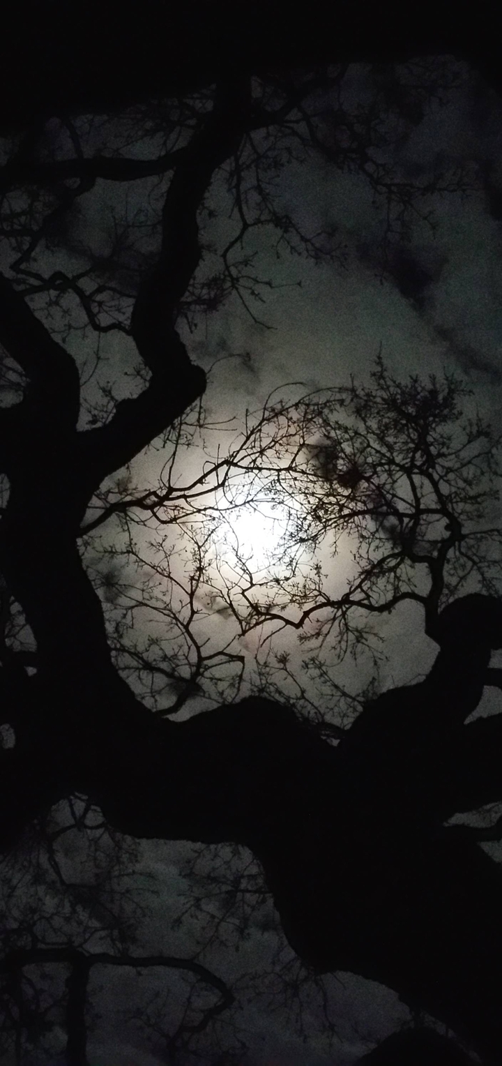 Картинка: Ночь, дерево, ветки, ствол, темень, свет, луна, облака