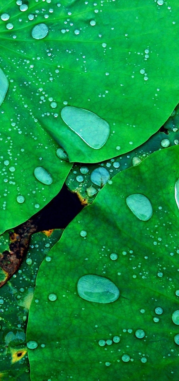 Картинка: Капли, Лотос, зеленый, листья, растение, вода