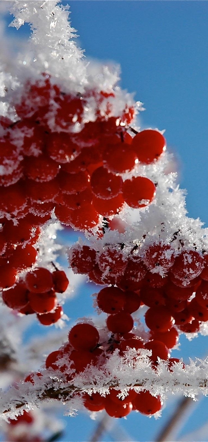 Image: Rowan, red, frost, snow, snowflakes, winter, branches, sky