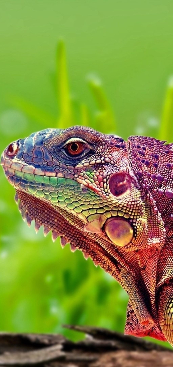 Image: Iguana, reptile, grass, bark, eye, glare