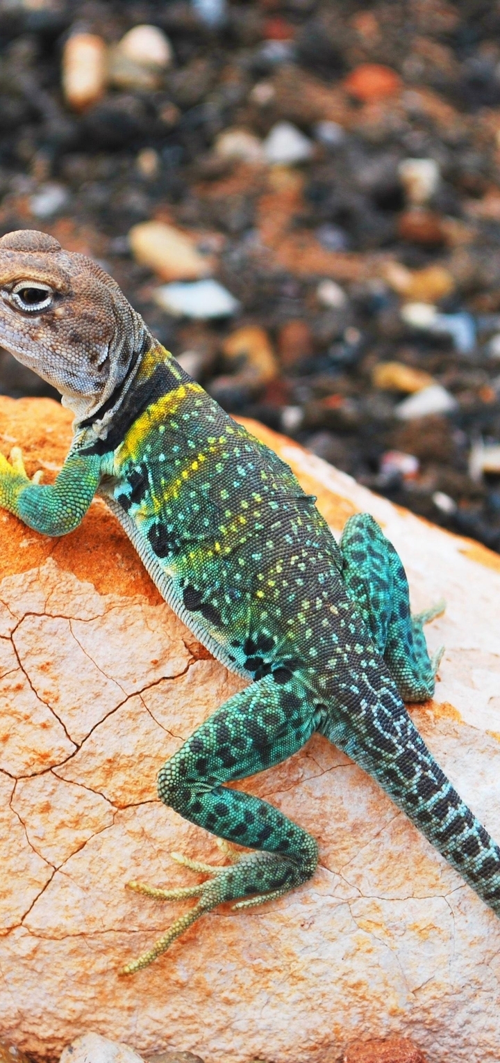 Image: Lizard, color, beautiful, stone