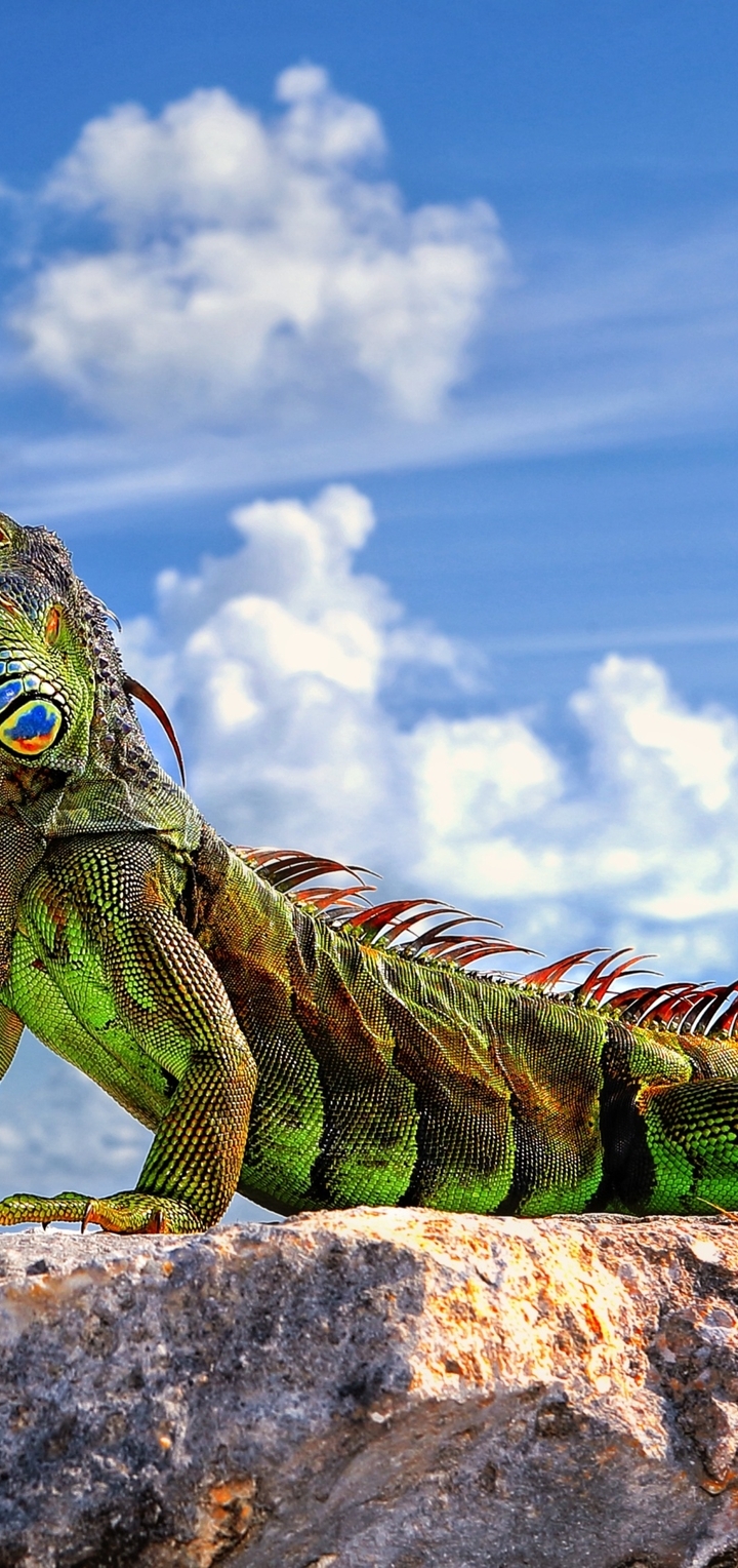 Image: Iguana, reptile, green, legs, body, head, eyes, scales, stone, sky, clouds