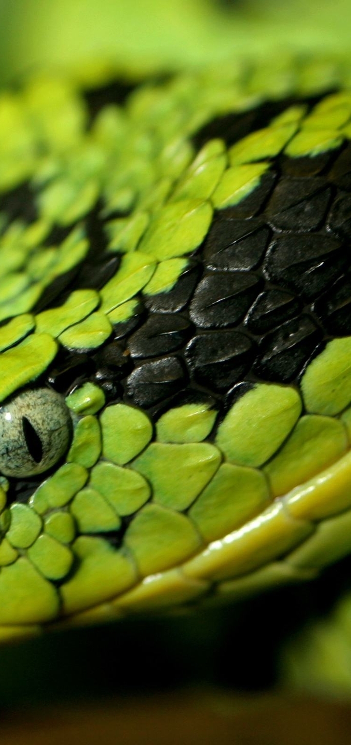Картинка: Змея, голова, глаз, ноздри, зеленая, чешуя