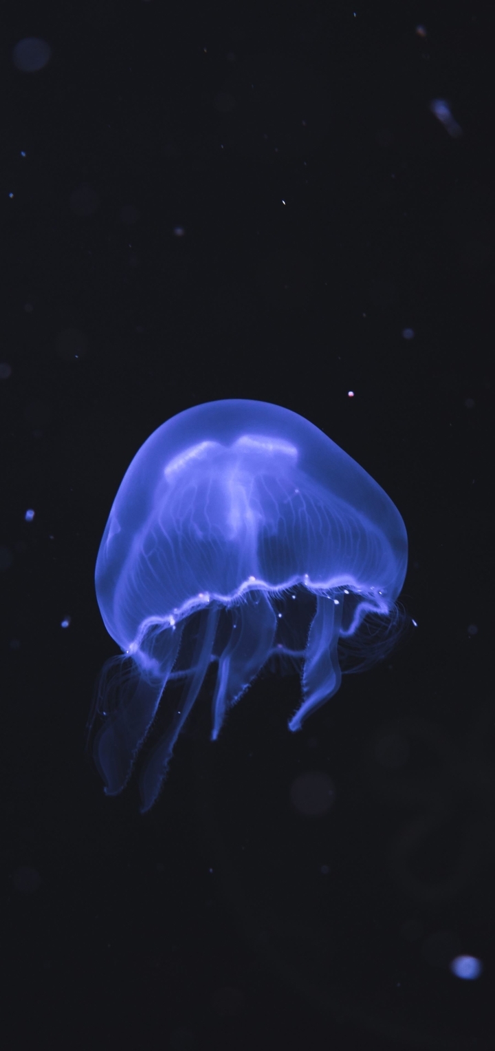 Картинка: Медуза, флуоресцентная, плавает, планктон, океан, темнота