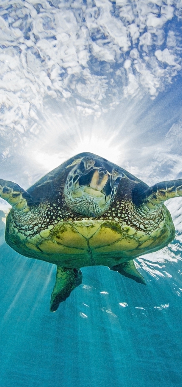 Картинка: Черепаха, плавает, свет, поверхность, океан, небо, под водой