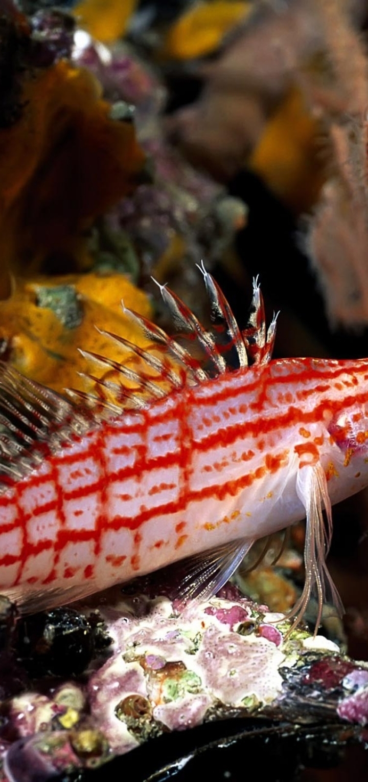 Image: Fish, sharp nose, fins, eyes, stripes, coral, seaweed