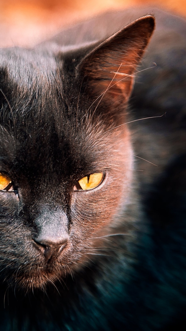 Image: Cat, muzzle, black eyes, yellow