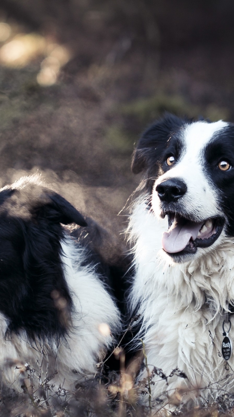 Image: Dog, Border collie, lying, looking, grass, steam