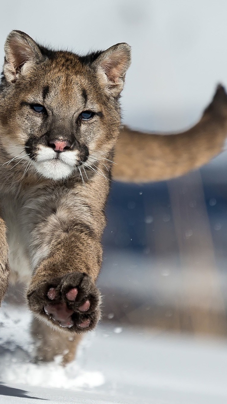 Image: Puma, predator, animal, cat, running, snow, winter