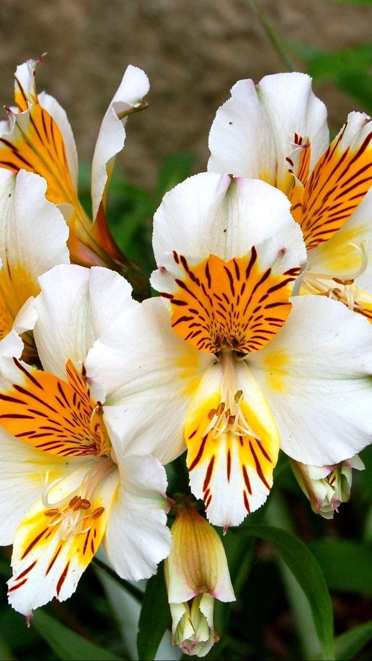 Image: Alstroemeria, flower, white, blooms