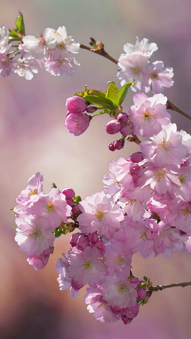 Image: Branch, flowers, flower, background, blurring