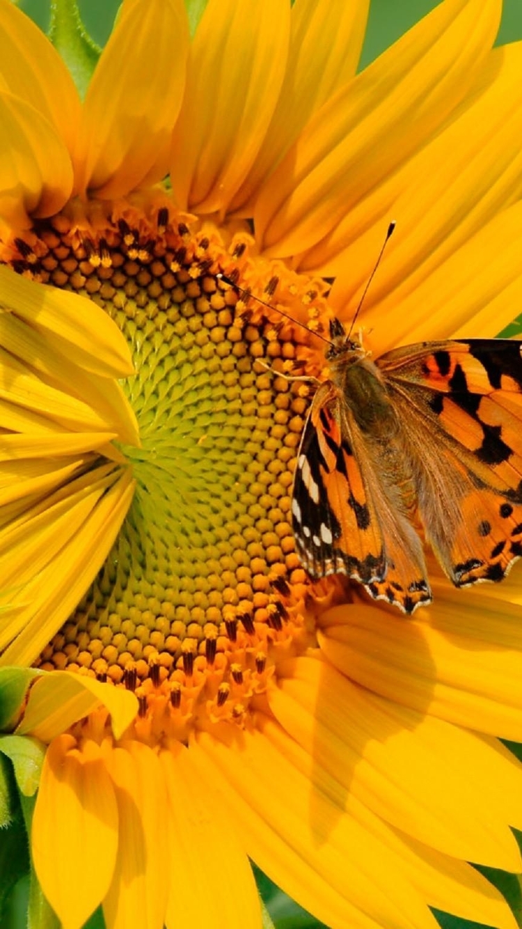 Картинка: Бабочка, сидит, подсолнух, цветок, жёлтый
