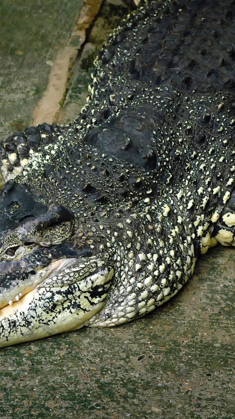 Картинка: Аллигатор, крокодил, зубы, хищник, рептилия