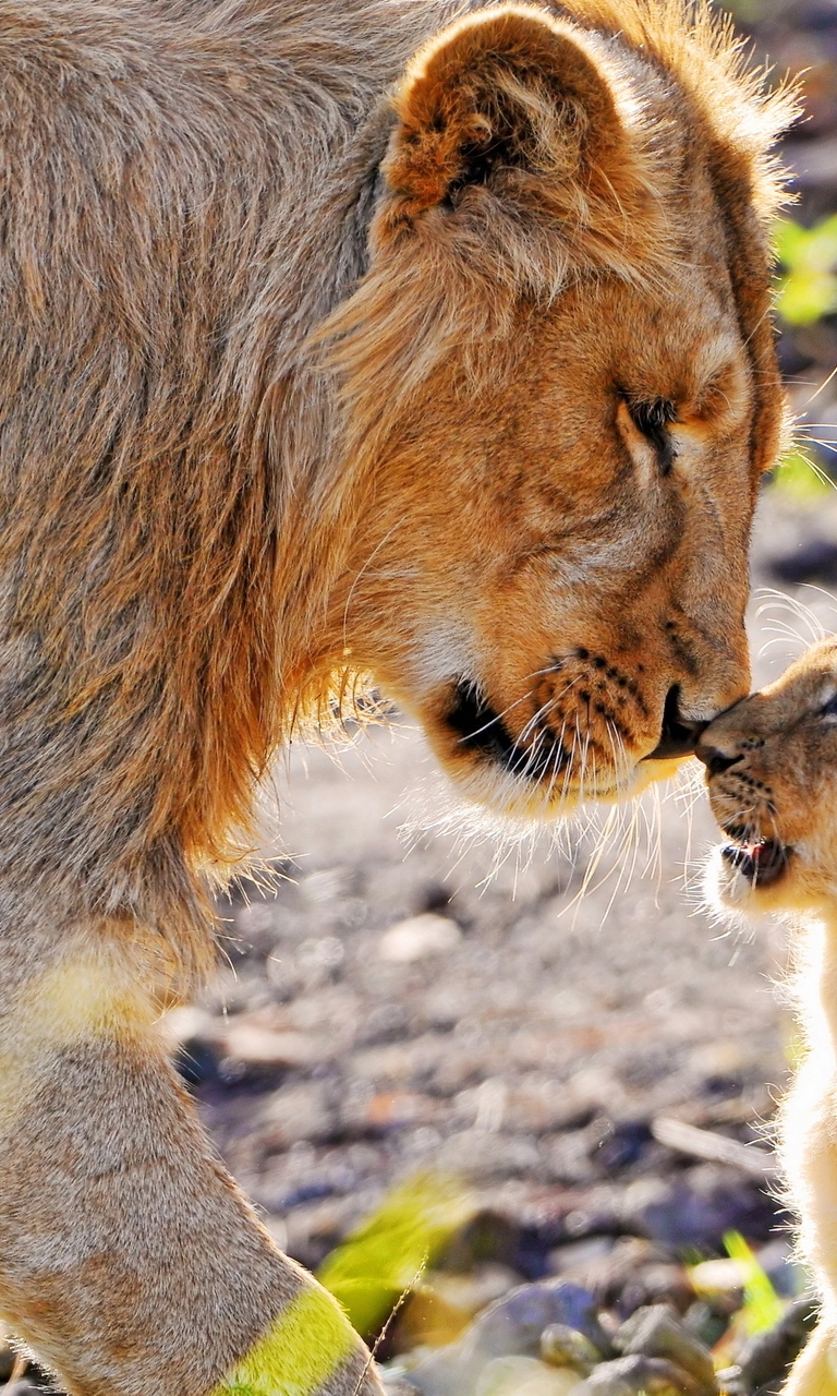 Image: lioness, mother, cub, predator, nose to nose