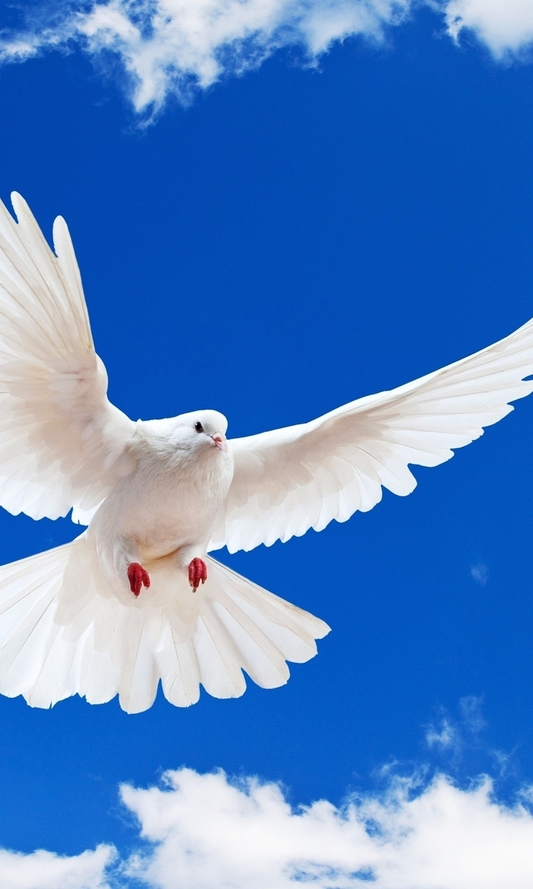 Картинка: Птица, голубь, белый, пернатый, летит, крылья, небо, облака