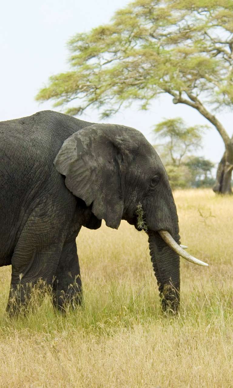 Image: elephant, walking, field, grass