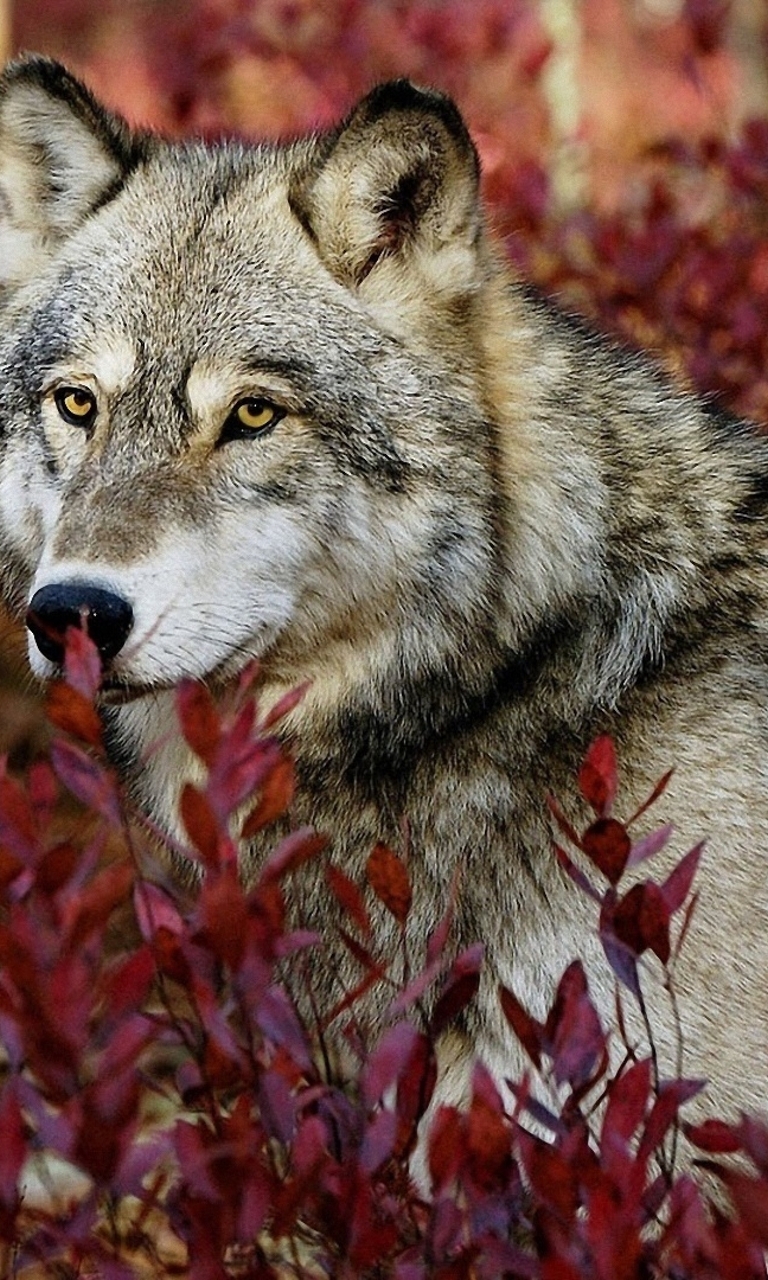 Image: Wolf, predator, animal, muzzle, view, forest, plants, danger