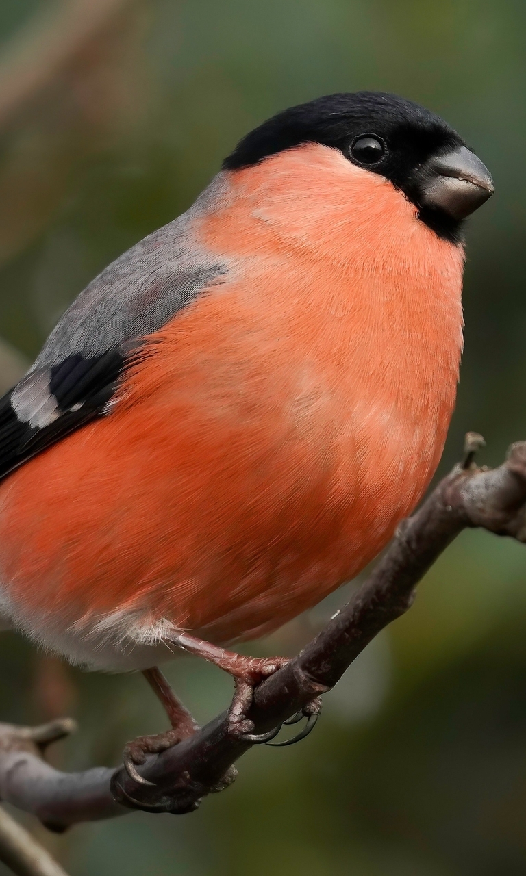 Image: Bullfinch, red, bird, claws, branch, blur