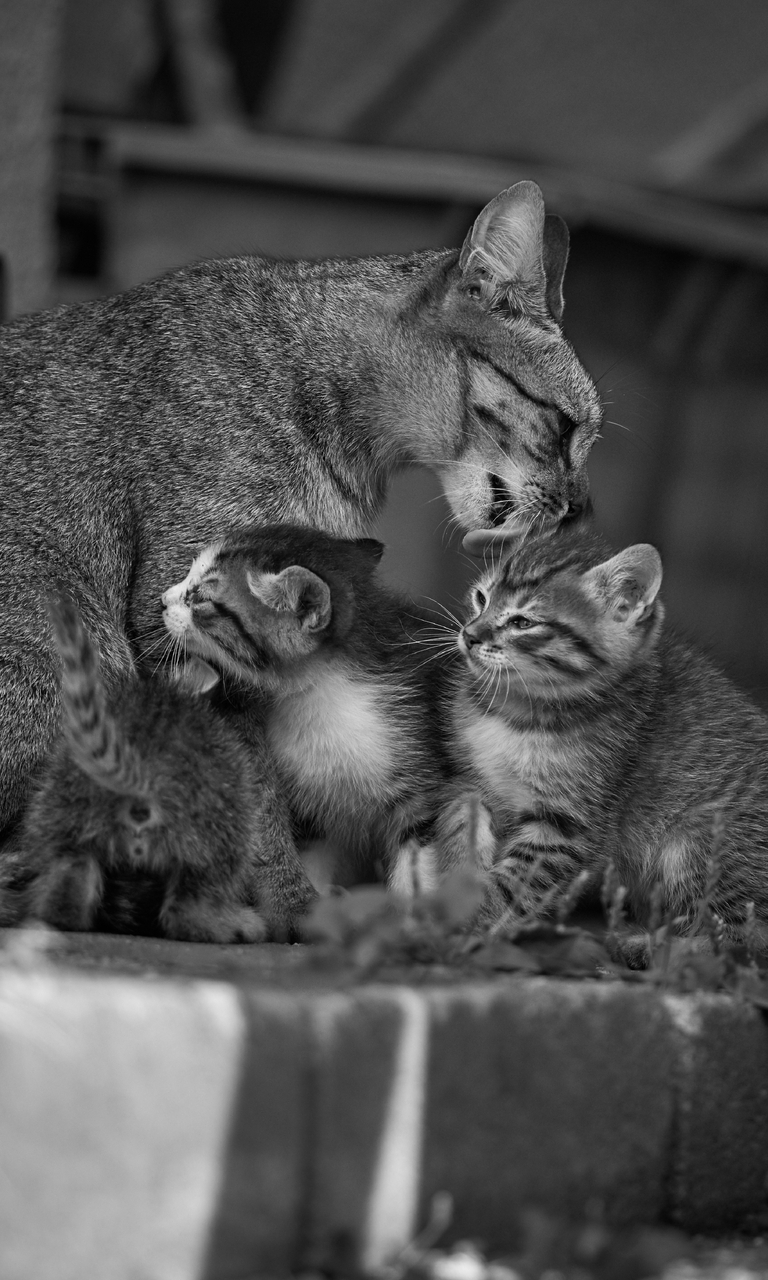 Image: Cat, mom, kittens, care