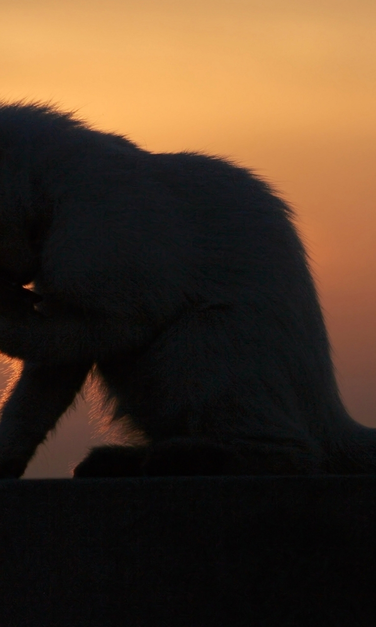 Image: Kitten, sitting, evening, sunset, silhouette