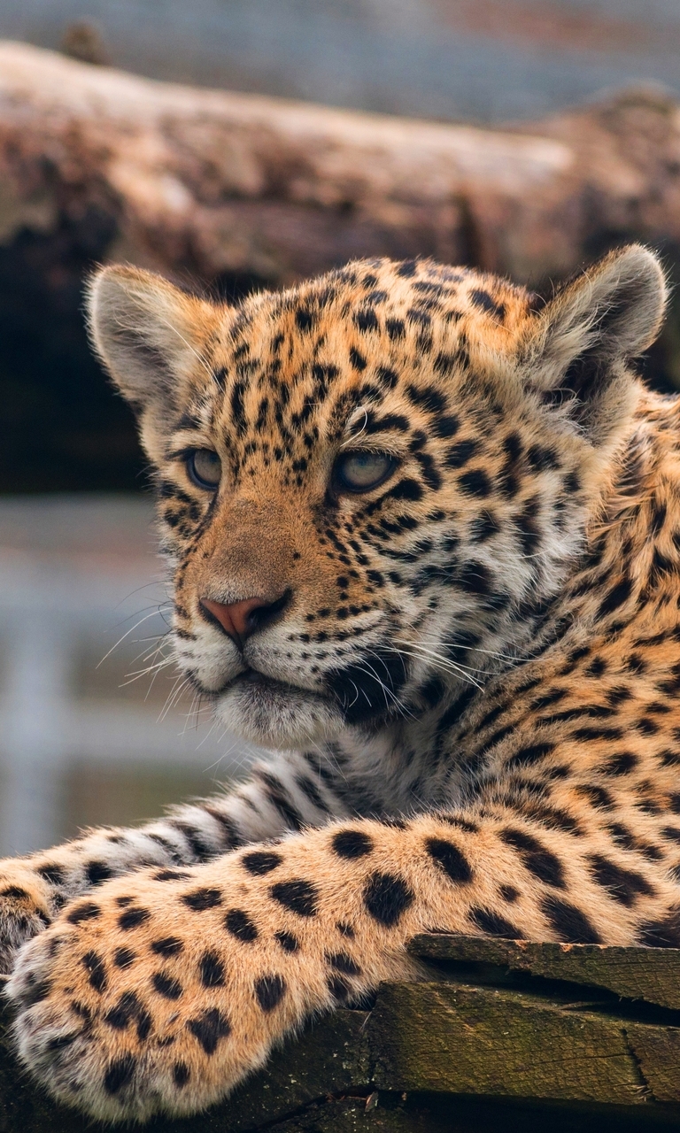 Image: Cat, cub, leopard, lying, paws, boards, tree, predator