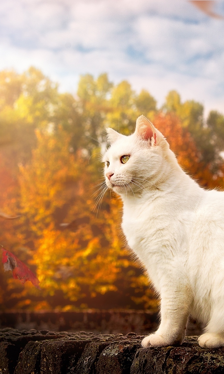 Картинка: Кошка, белая, пушистая, листья, осень, деревья, облака