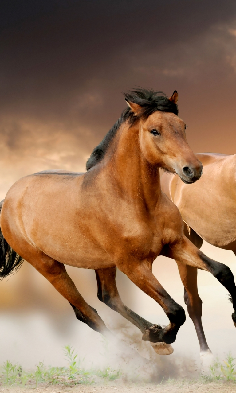 Image: Horse, mane, running, focus, blur