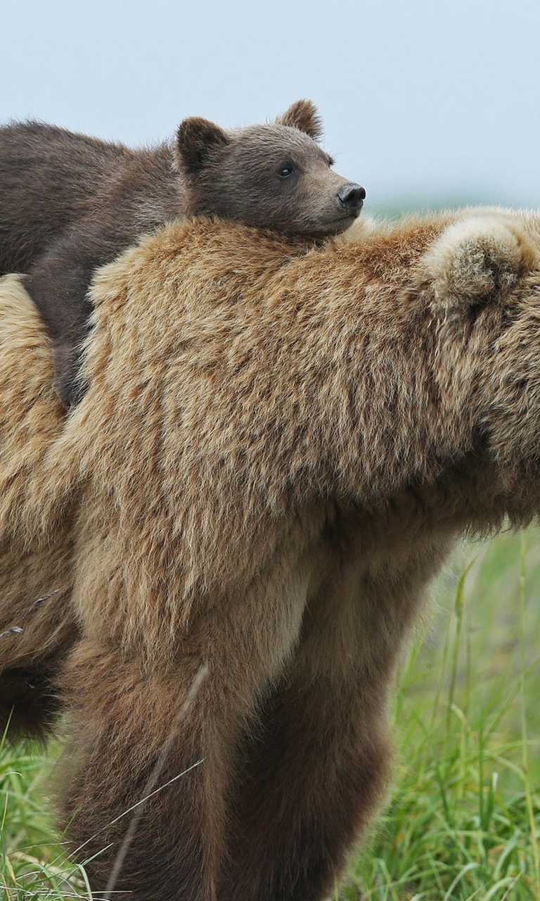 Картинка: Медведица, медвежонок, хищник, шерсть, лапы, нос, голова, глаза