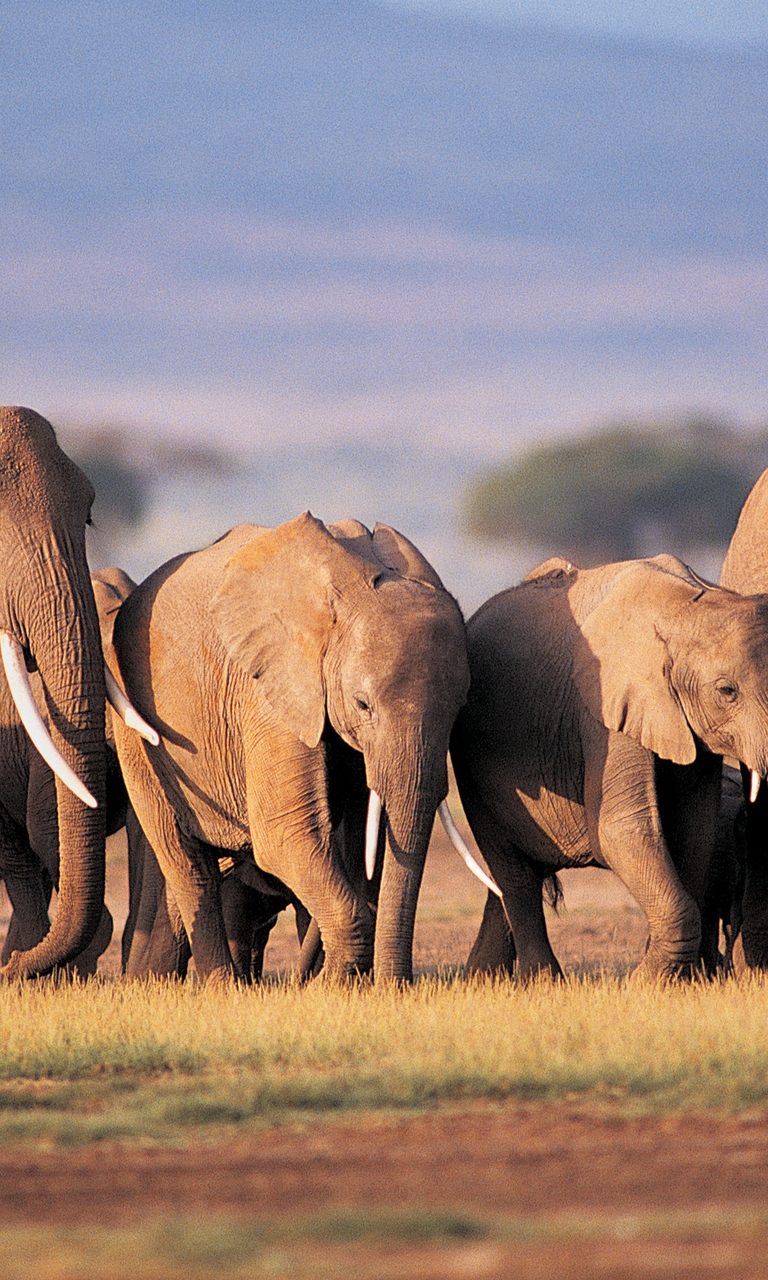 Картинка: Слоны, семья, саванна, поле, Африка