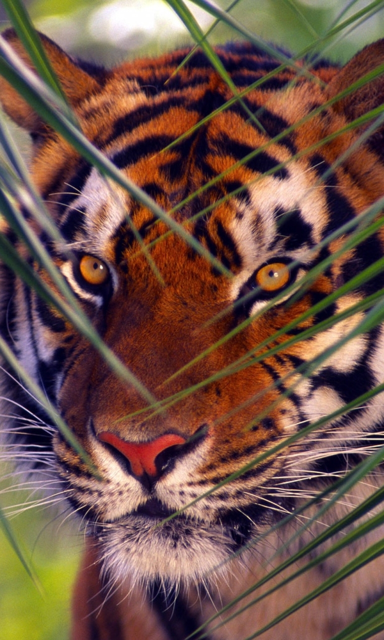 Image: Bengal tiger, predator, stripes, look, eyes, branches