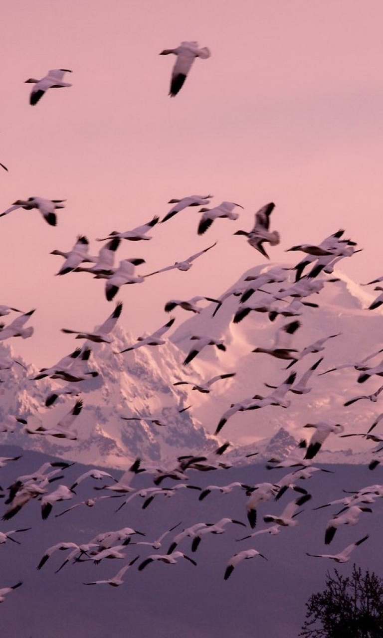 Картинка: Птицы, утки, стая, летят, небо, горы, природа