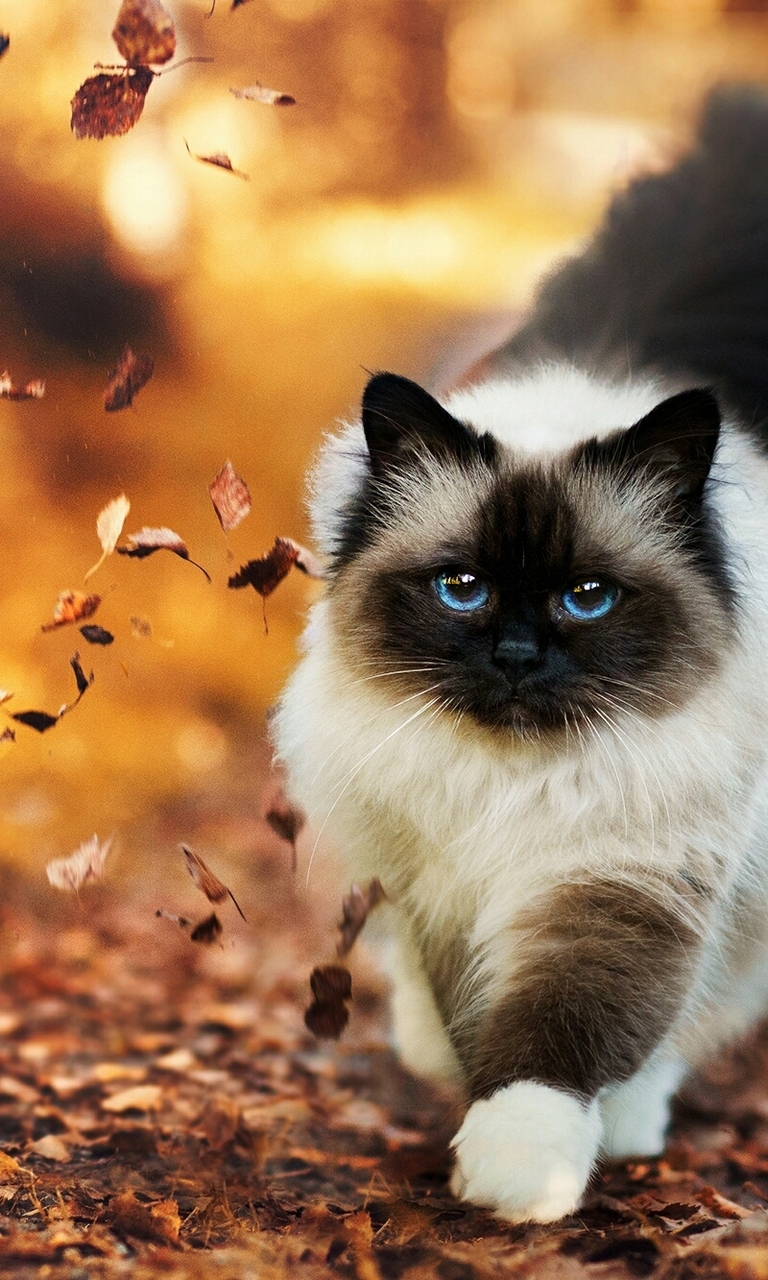 Картинка: Кошка, пушистая, шерсть, взгляд, глаза, голубые, окрас, листва, осень, идёт