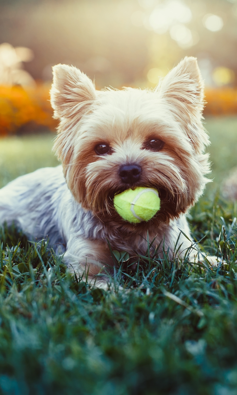 Картинка: Собачка, породистая, мячик, трава, лужайка, игра