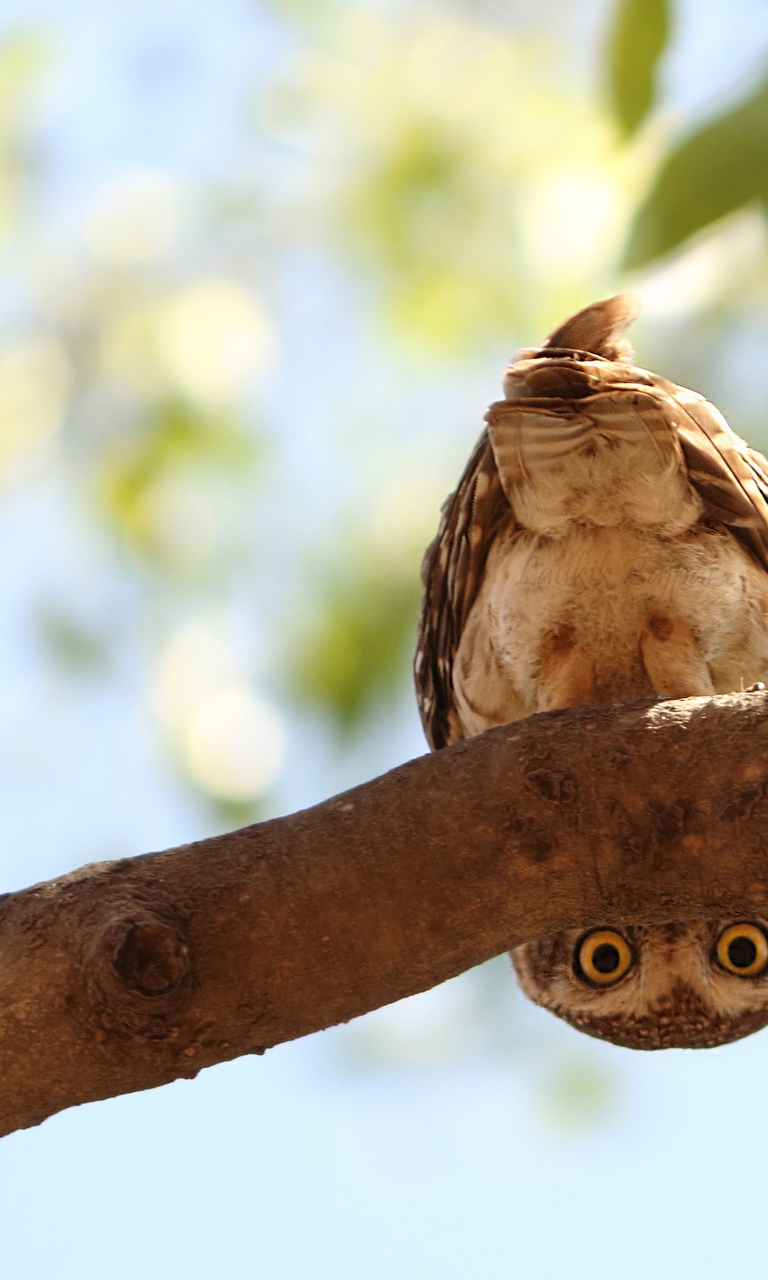 Image: Owl, bird, feathers, tail, eyes, tree, branch