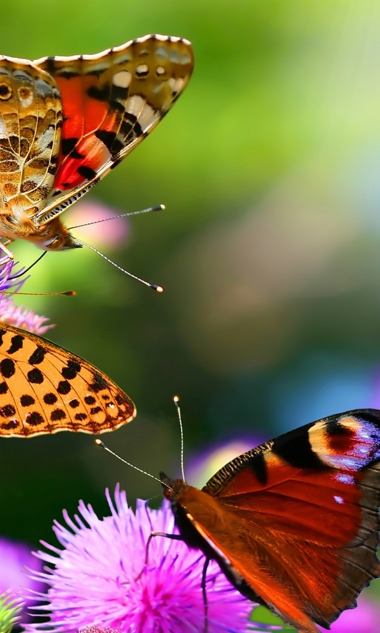 Image: Butterflies, wings, antennae, Thistle, flowers, plant