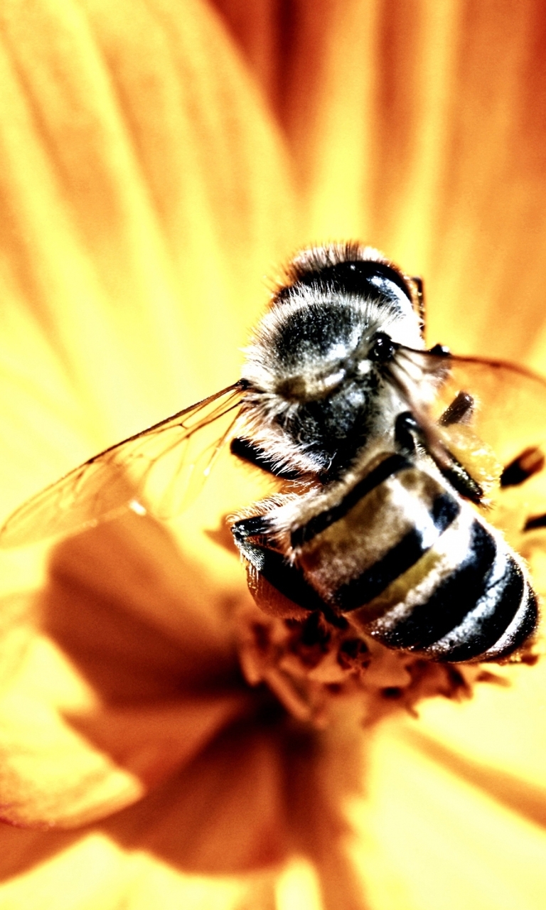 Картинка: Пчела, цветок, крылья, яркий свет