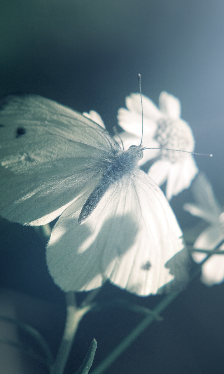 Картинка: Бабочка, ромашки, цветок, сидит