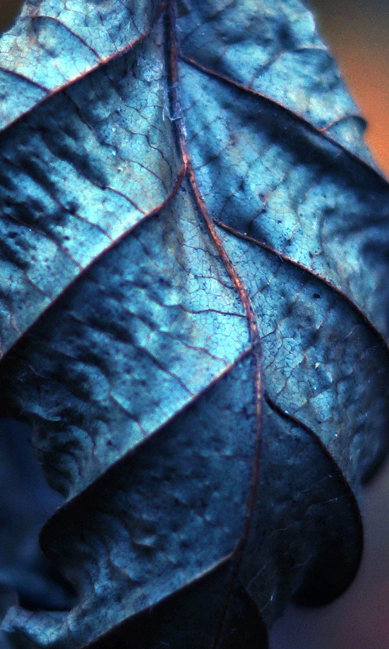 Image: Dry leaf, leaves, veins, close-up