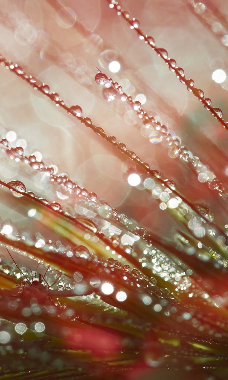 Image: Grass, dew, beetle, drops, flare, flicker