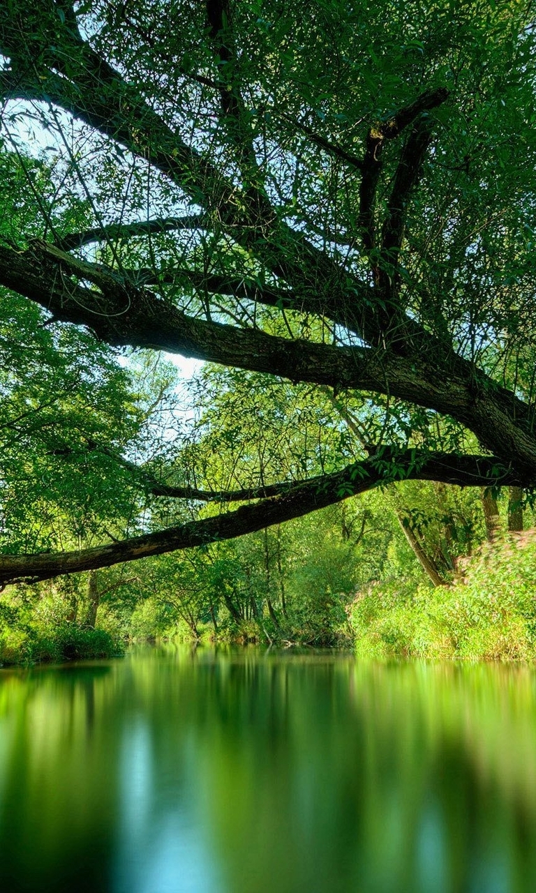 Image: Trees, branches, leaves, crown, greens, water, reflection, sky