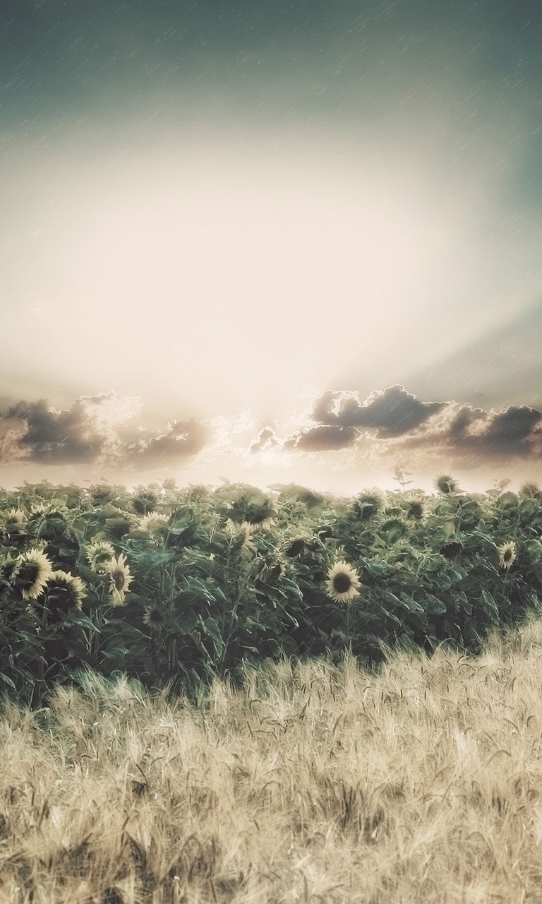 Картинка: Небо, солнечный свет, лучи, облака, дождь, поле, подсолнухи, пшеница