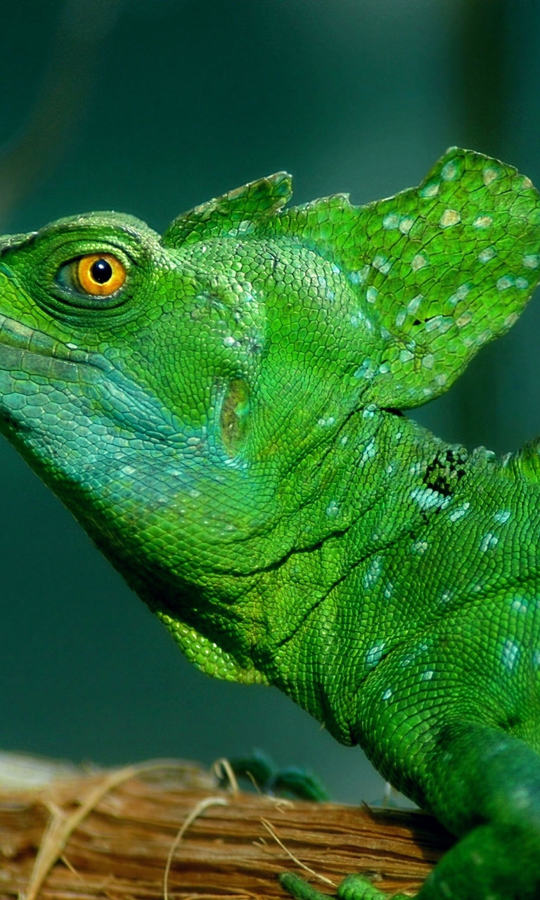 Картинка: Ящерица, рептилия, василиск, зелёная, глаз, гребень, пятна, чешуя
