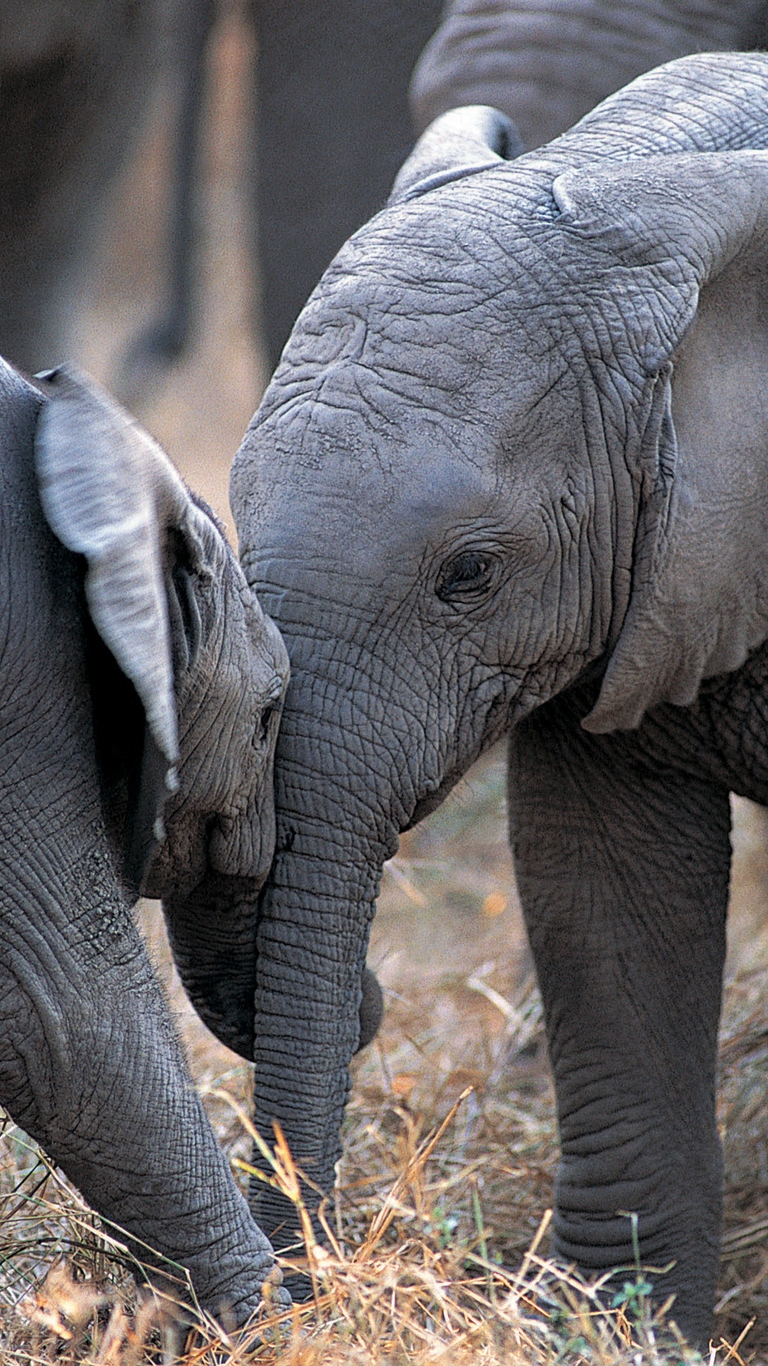 Image: Two, elephants, play