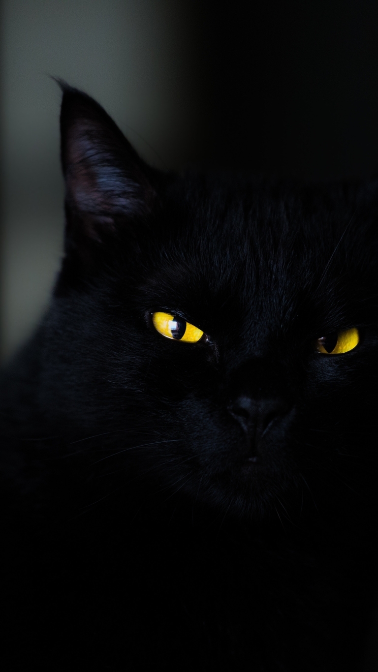 Image: Black, cat, yellow, dark background, eyes