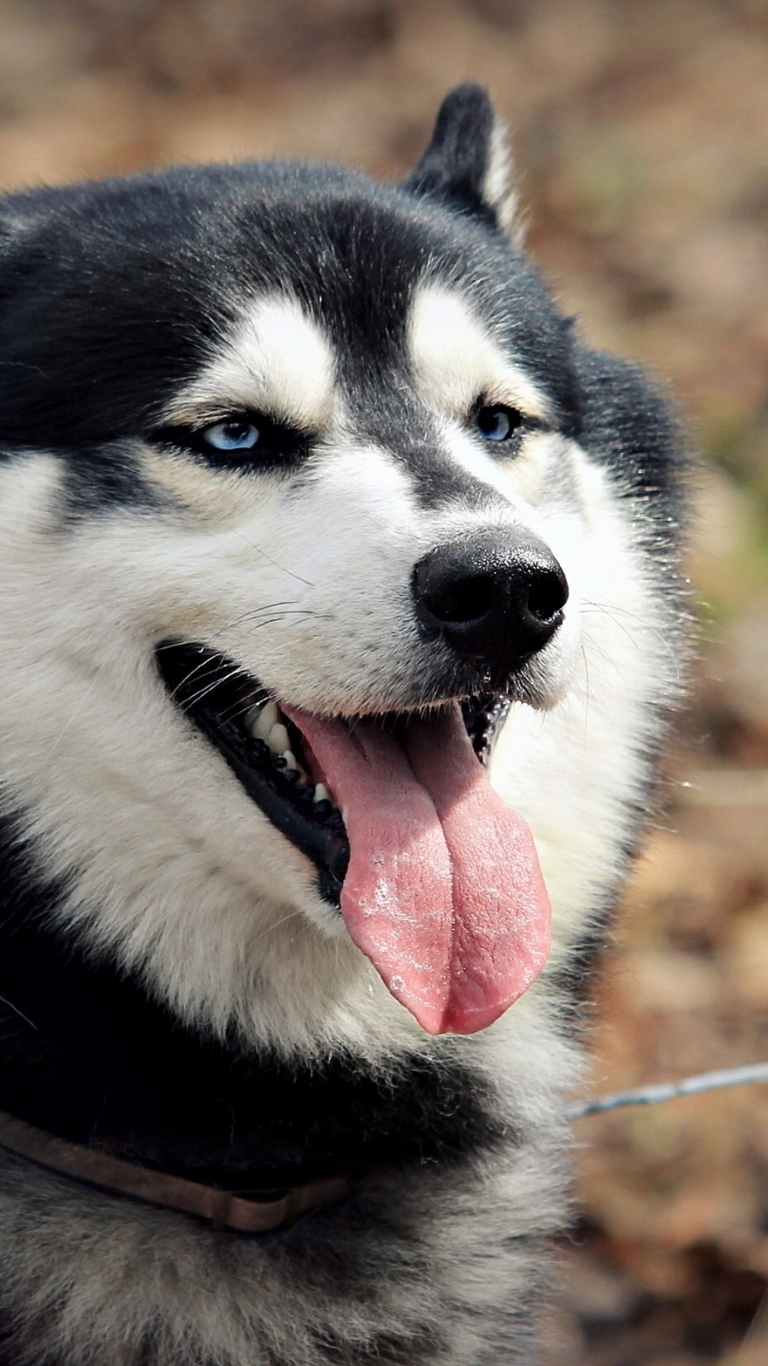 Image: Siberian husky, dog, language