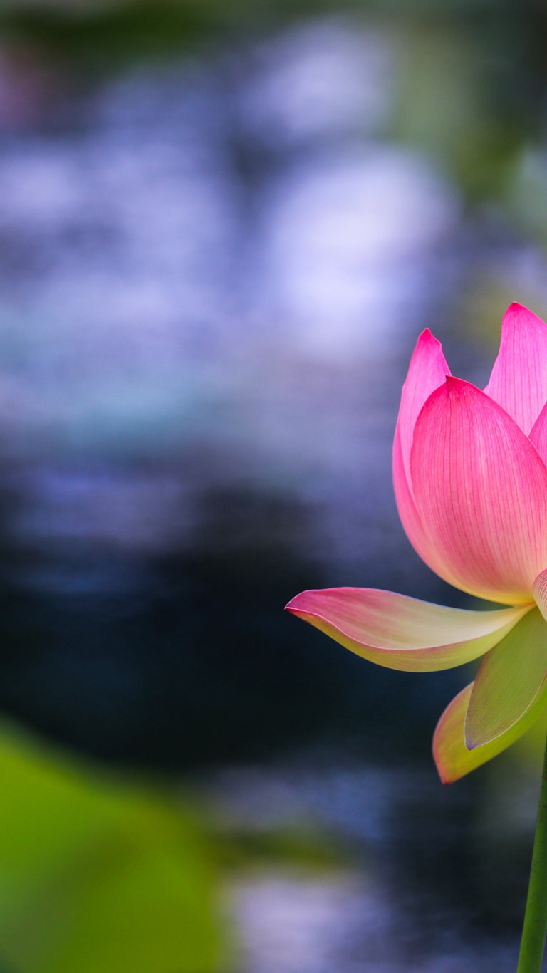 Image: Plant, Lotus, leaf, Bud, blur, water